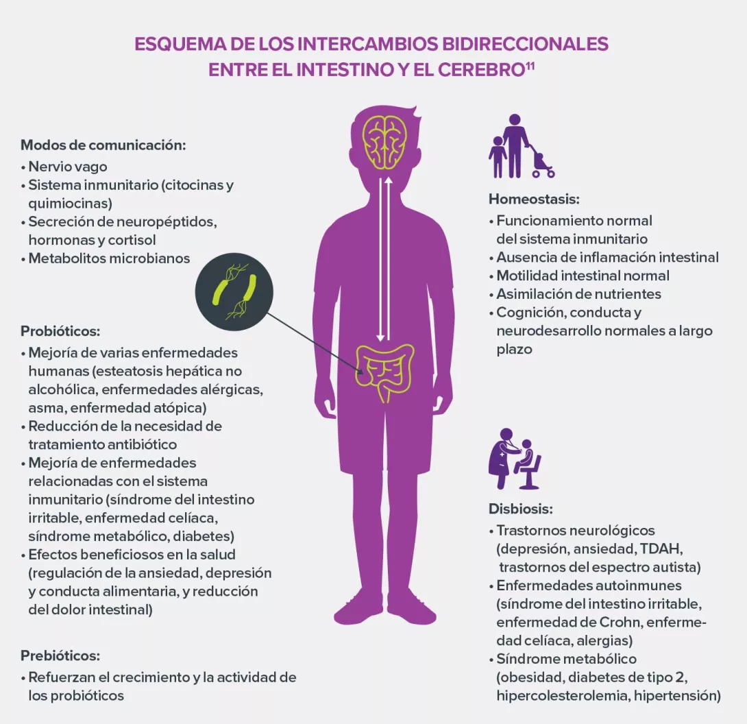 Eje-intestino-cerebro-infografia-1