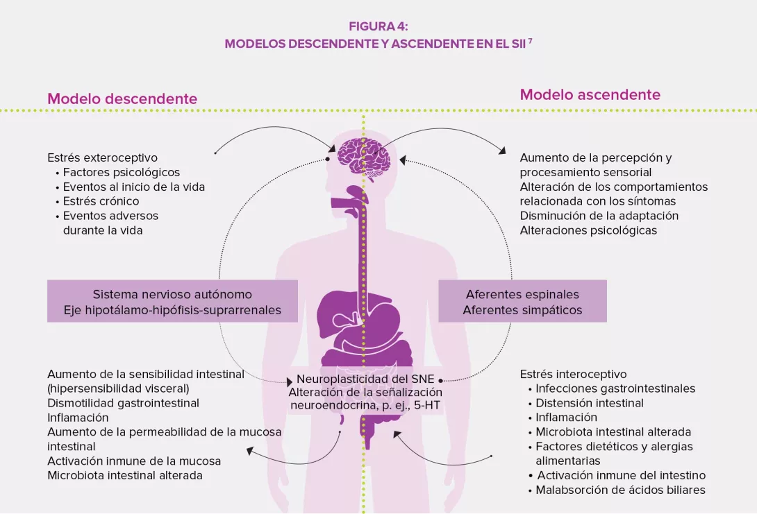 Enfoque-en-el-eje-intestino-cerebro-1