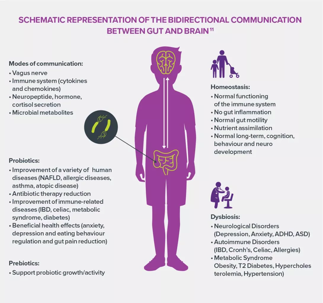 Gut-brain-axis-infographie-1