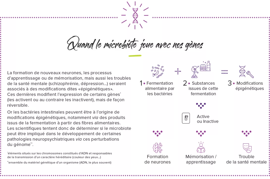 Axe intestin cerveau Infographie