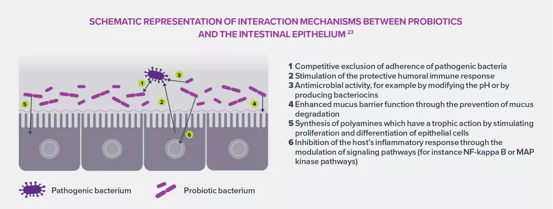 Intestinal-dysbiosis-infographie-1