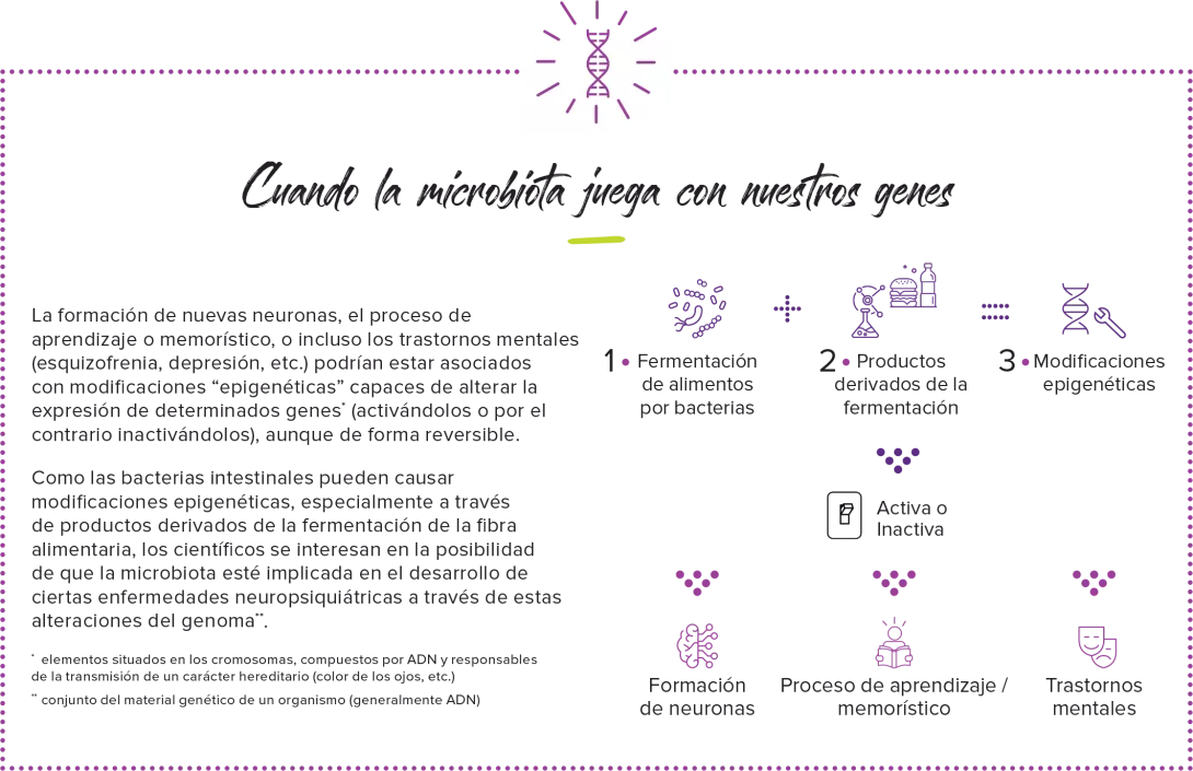 Intestino-cerebro-infography