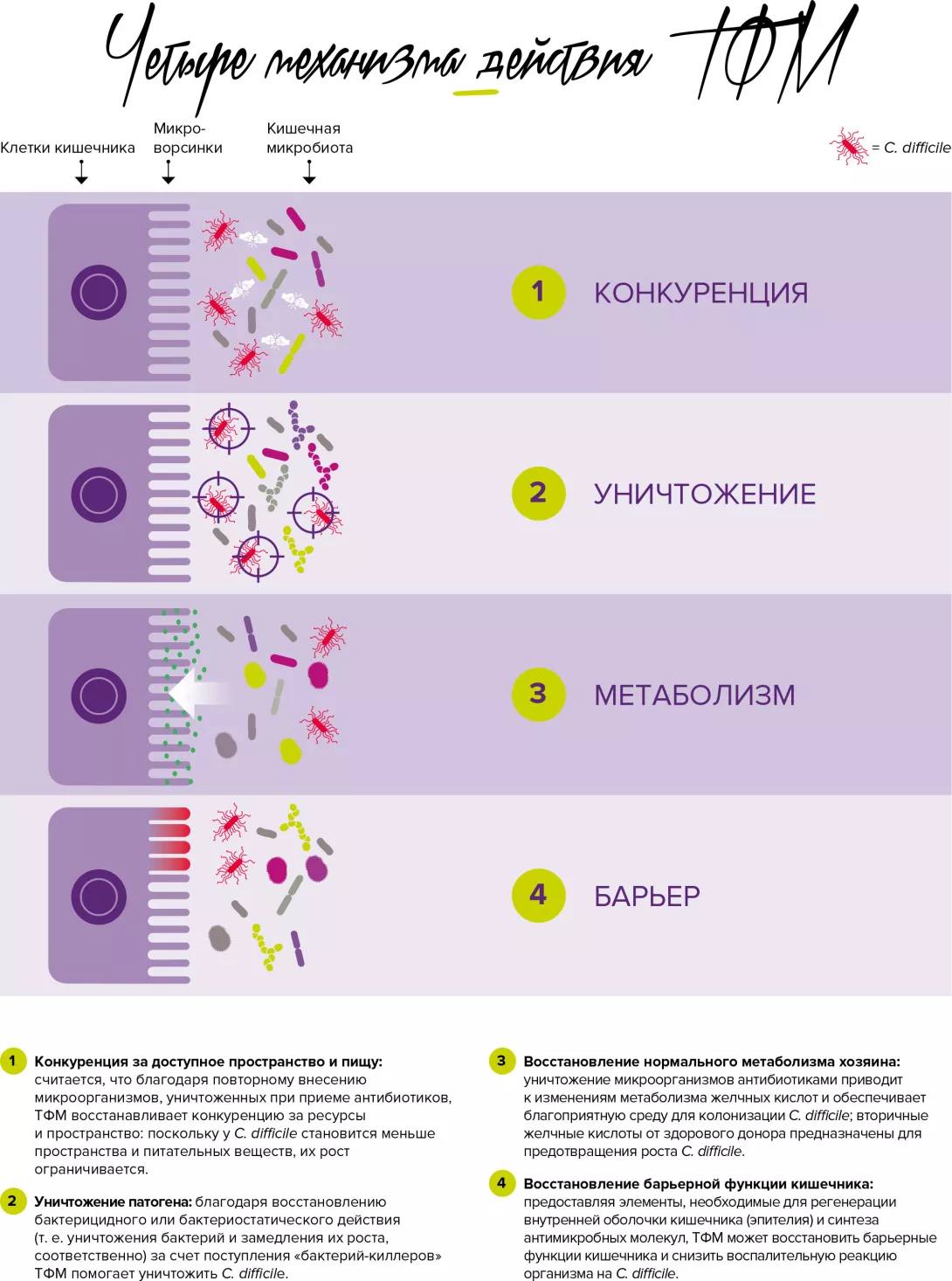 TMF-mechanisms-of-action_RU