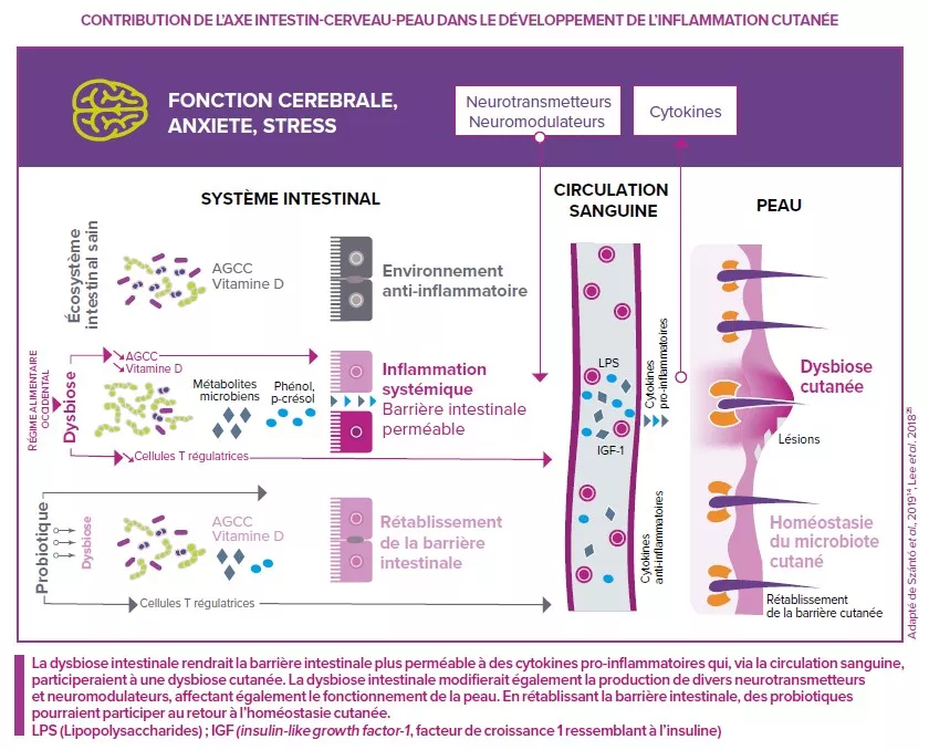Axe intestins peau cerveau_schéma