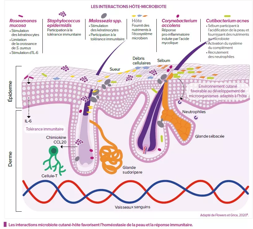 Microbiote cutané et interactions