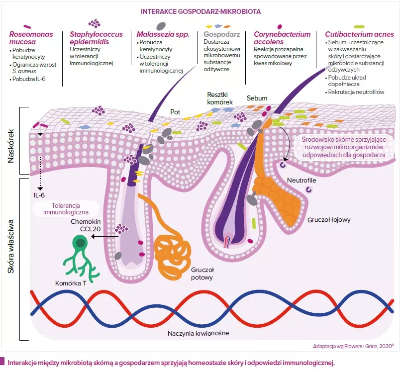 Microbiote cutané et interactions_PL